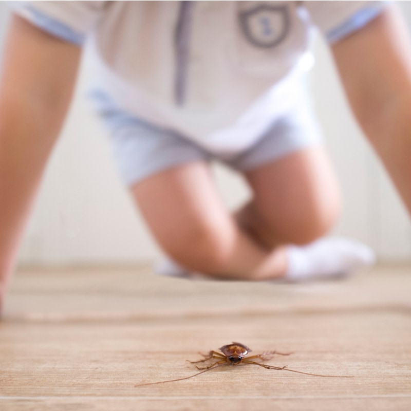 How to Identify and Control Pantry Pests