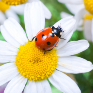 lady bug on a flower