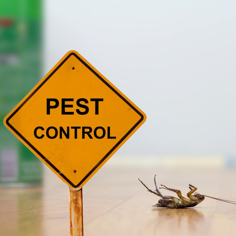 Don’t Let Pests Ruin Your Business