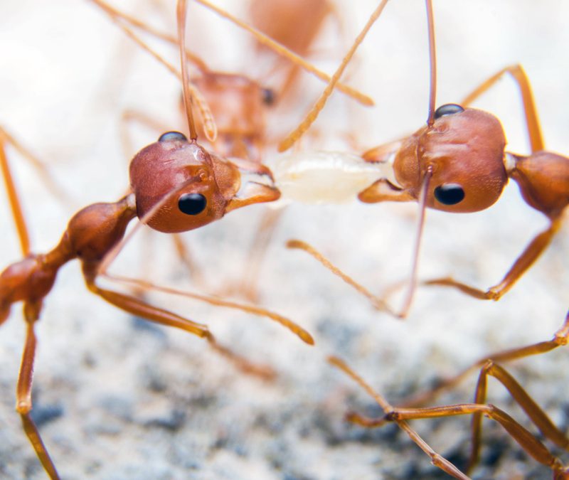 close up of three fire ants in a circle