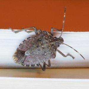 stink bug on wall