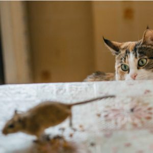 cat staring at mice