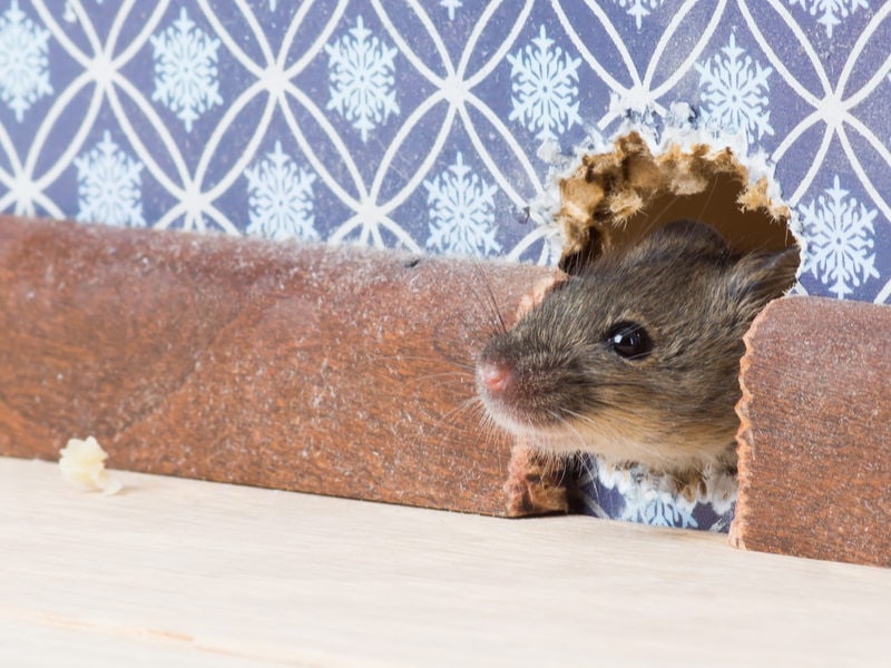 Blog - How To Keep Mice Away From Your Greensboro, NC Home