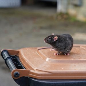 rat on garbage