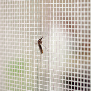 mosquito on door