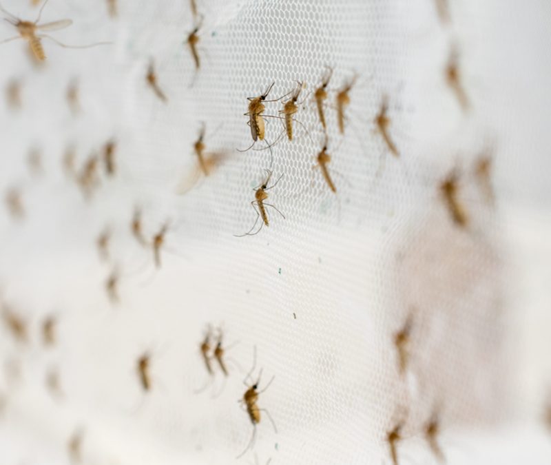 Your 2021 Guide To Mosquito Control in Charlotte North Carolina