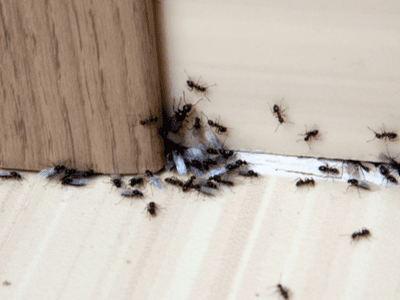 https://cramerpestcontrol.com/wp-content/uploads/2021/02/ants-black-400-e1656773102705.png