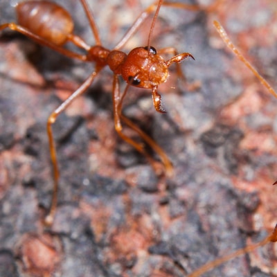 fire ant close up