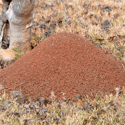 fire ant nest