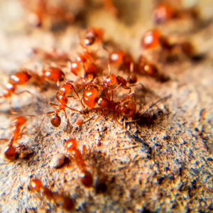 fire ants on mound