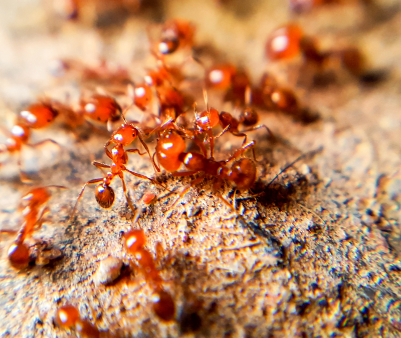 The Red Menace Controlling Fire Ants In North Carolina