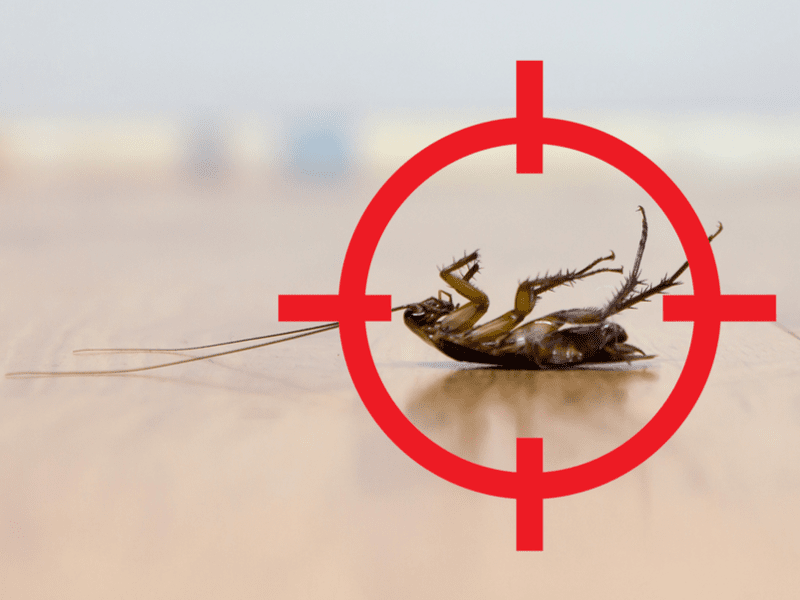 The Worst Pests To Find In Your Commercial Business