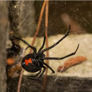 black widow spider on web 