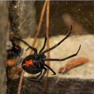 black widow spider on web