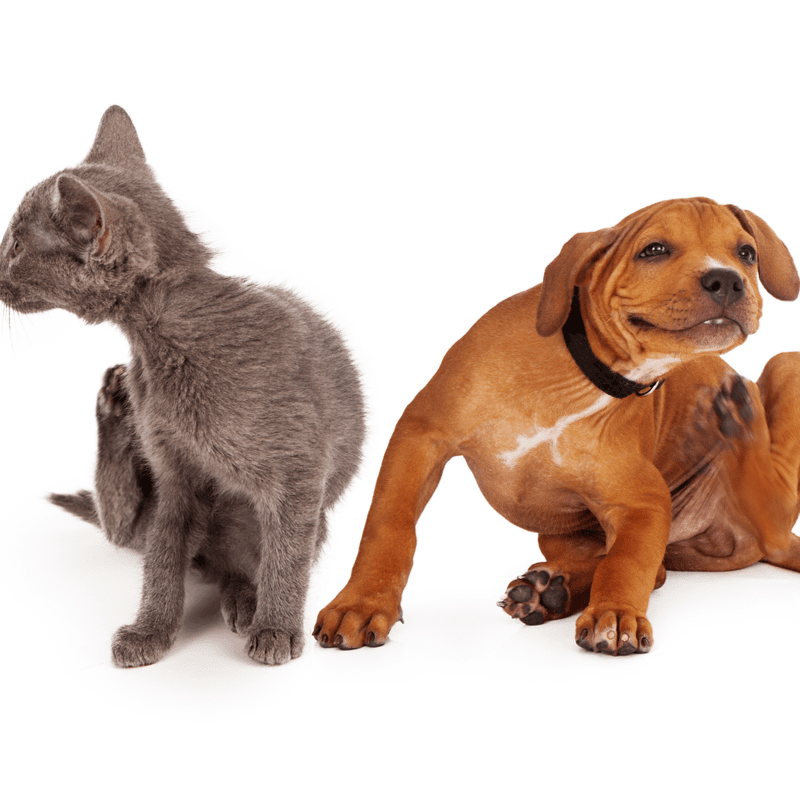 Why Fleas Are So Harmful To Cats And Dogs