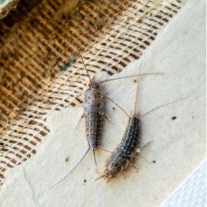 silverfish