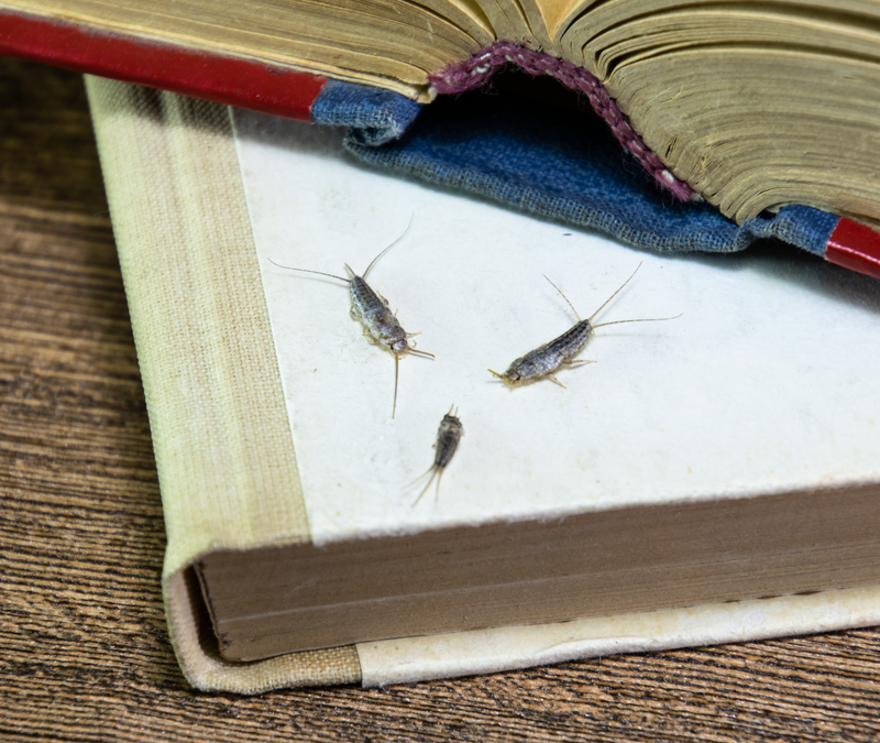 Why Is the Silverfish Such a Problem for Carolina Homes