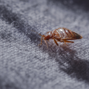 bed bug on bed