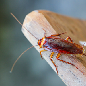 cockroach on a log