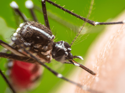 mosquito biting