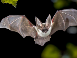 bat