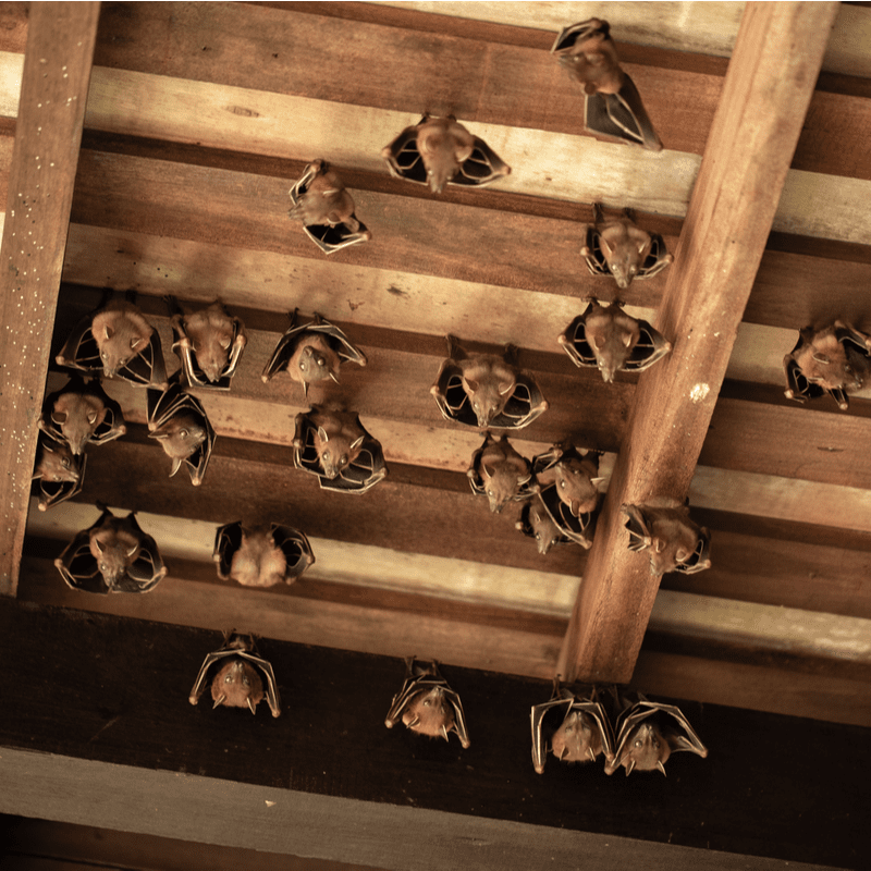 Bats In The Attic? Don’t Wait To Call Pest Control