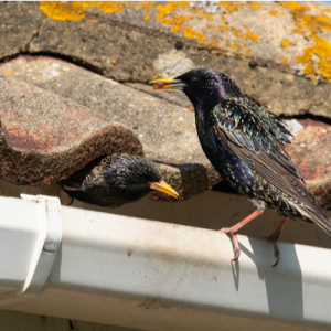 birds in gutter