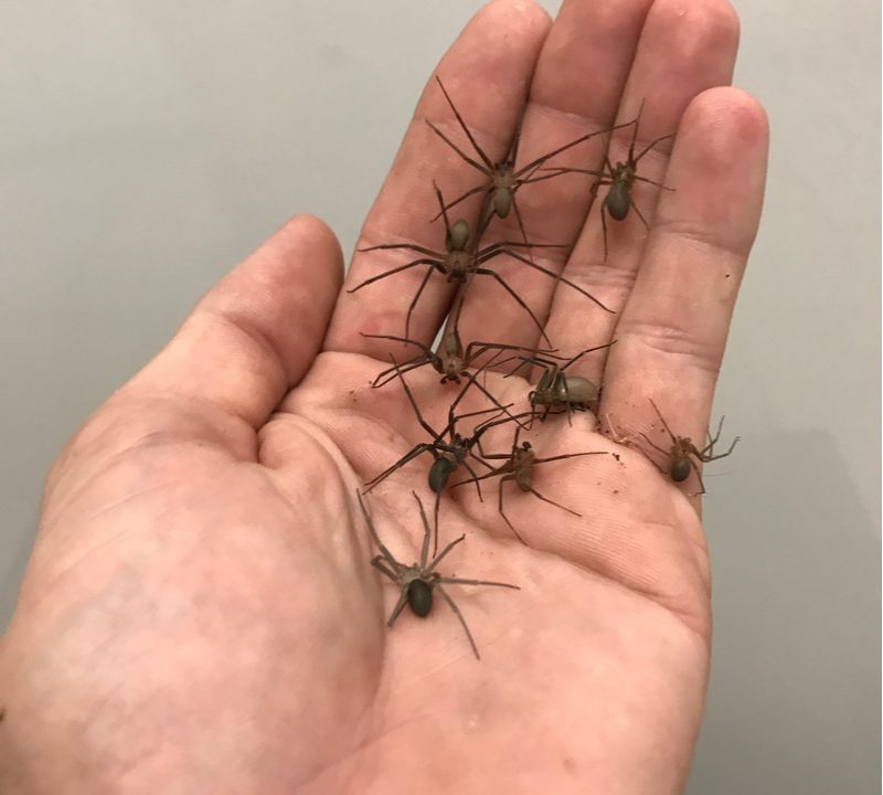 brown recluse spiders on a hand