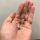 brown recluse spiders on a hand