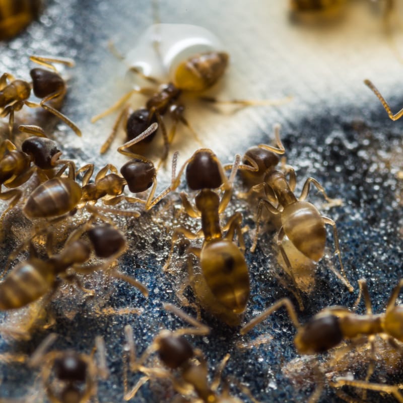 Your Window Into the Secret Life of a Carolina Ant