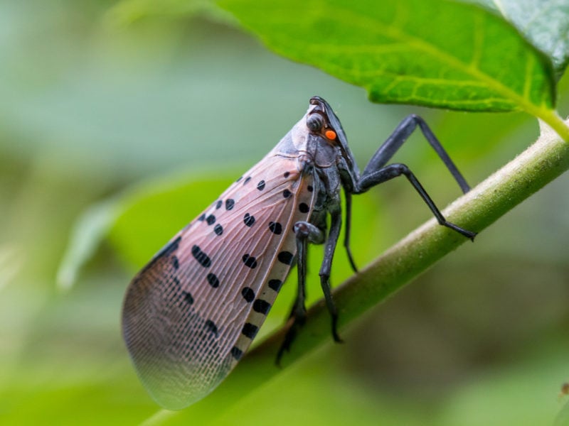 Protect Your Trees From The Spotted Lanternfly