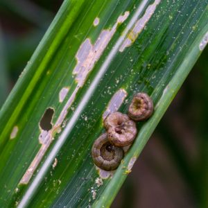 army worms on a leaf