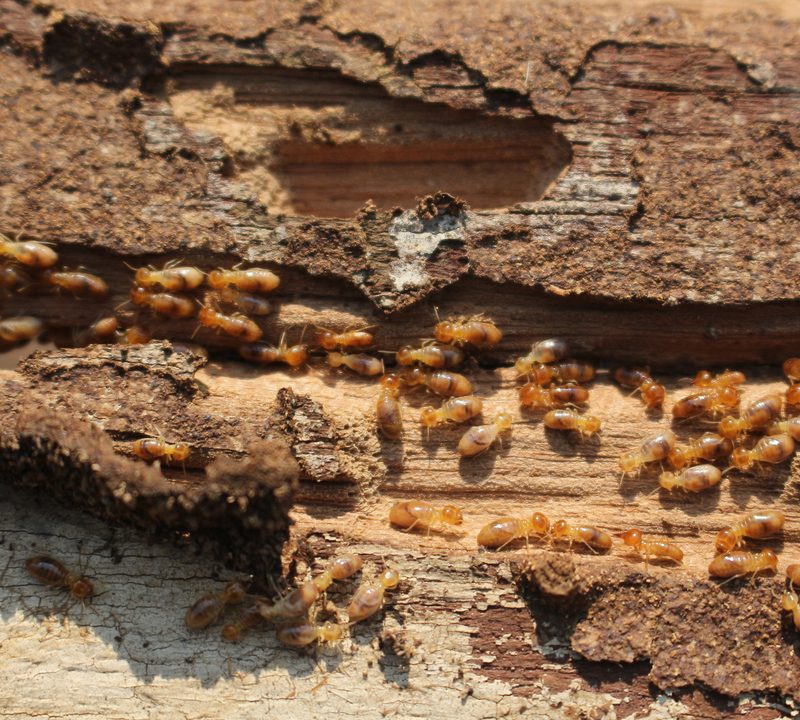 termites eating wood