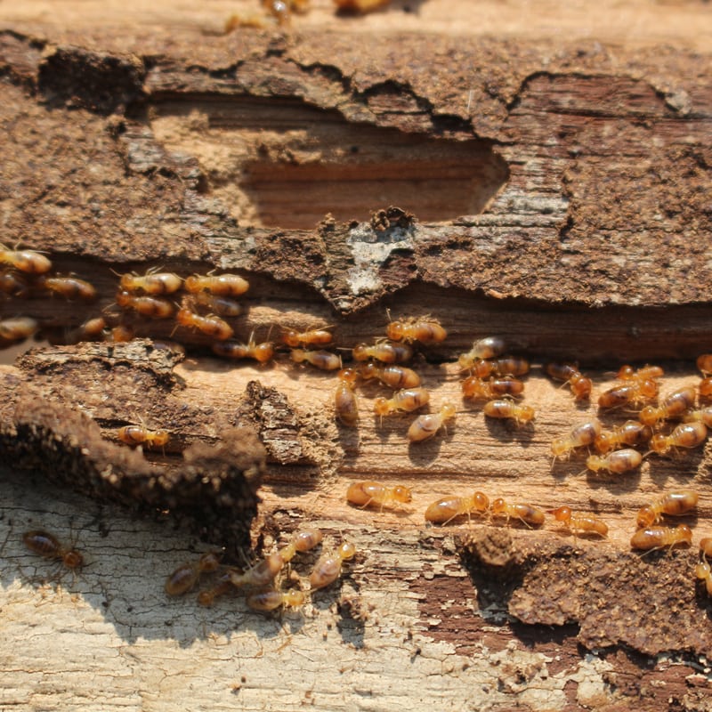 How To Tell If You’ve Got A Termite Infestation In Your Home