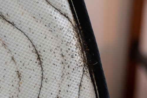 Fecal matter left from bedbugs