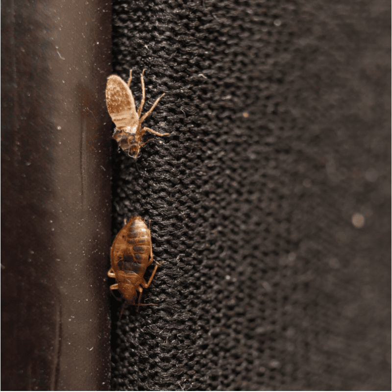 7 Signs Of A Bed Bug Infestation And What To Do About It