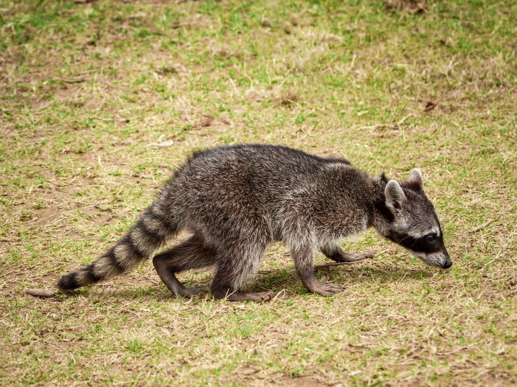 Racoon Removal in the Midlands