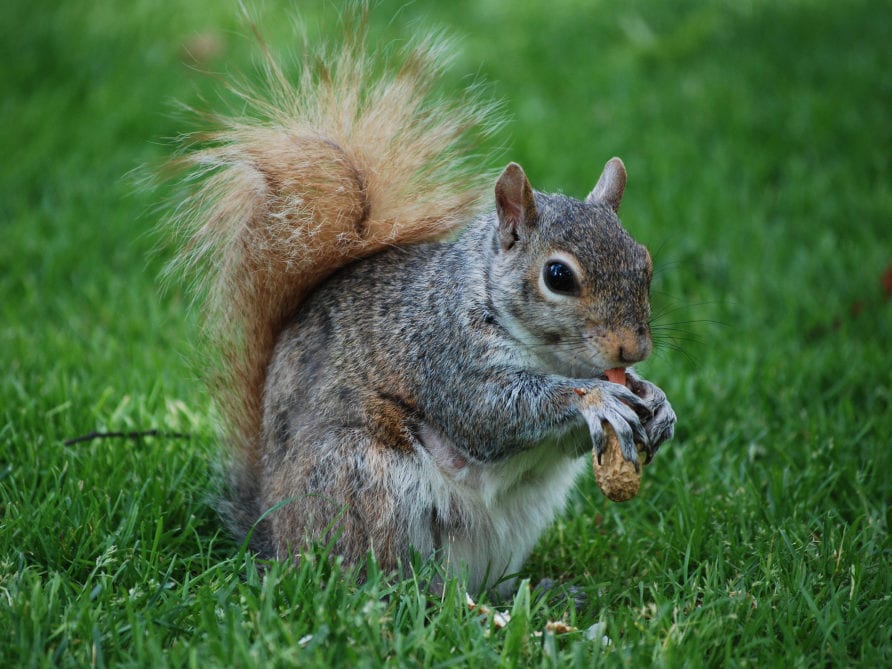 Squirrel Removal in the Midlands