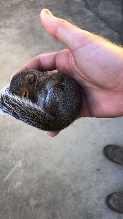 Vole Control: Trapping & Removal Service