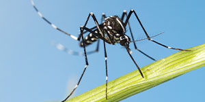 mosquito-pest-control-near-columbia-fort-mill-sc