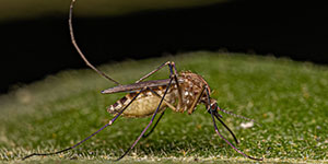 mosquito-pest-control-near-rock-hill-fort-mill-sc