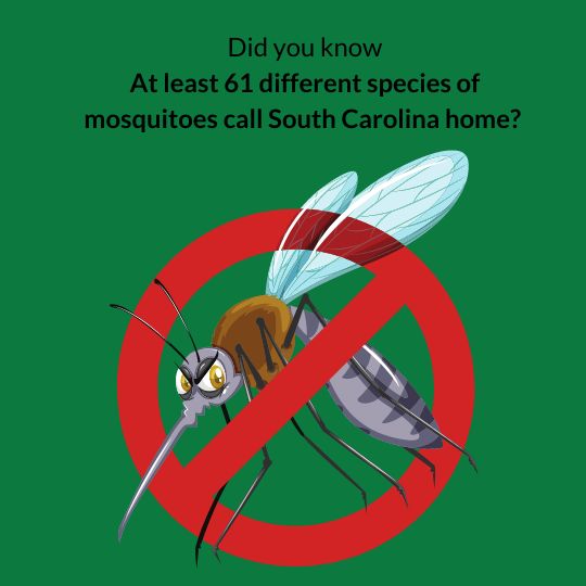 At least 61 species of mosquitoes live in South Carolina. 