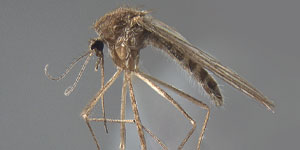 Culiseta inornata, Winter Mosquito image sourced from Walter Reed Biosystematics Unit (WRBU)