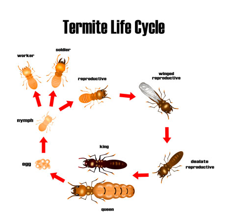 Termite Life Cycle graphic. 