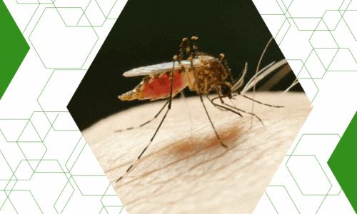 mosquito-pest-control-near-rock-hill-fort-mill-sc