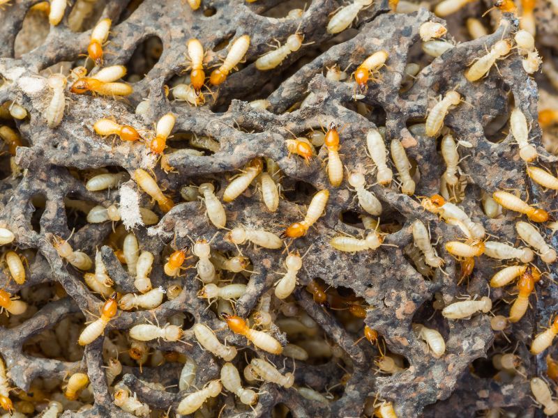 Termites in Carolina