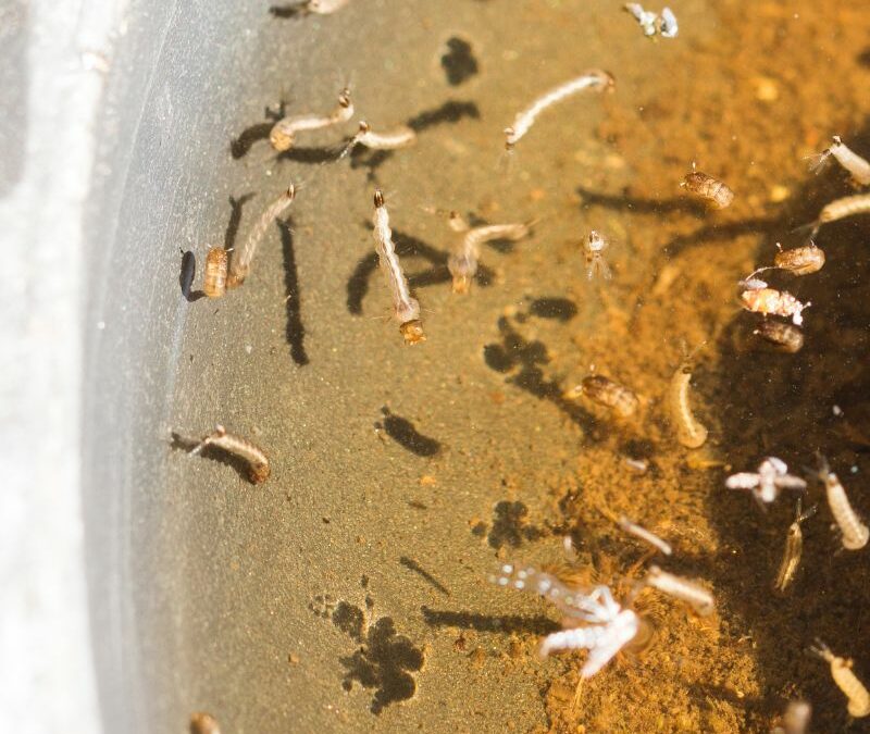 Top 10 Mosquito Breeding Grounds in Your Backyard