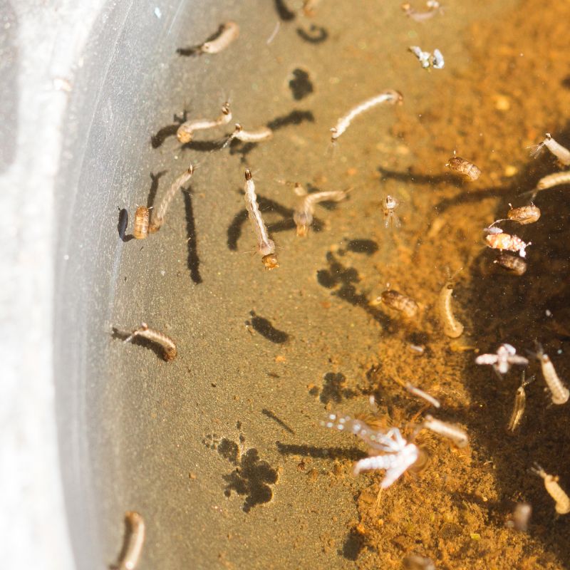 Top 10 Mosquito Breeding Grounds in Your Backyard Cramer Pest Control