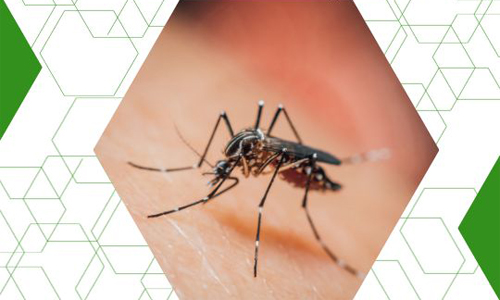 mosquito-pest-control-near-lexington-catawbal-sc