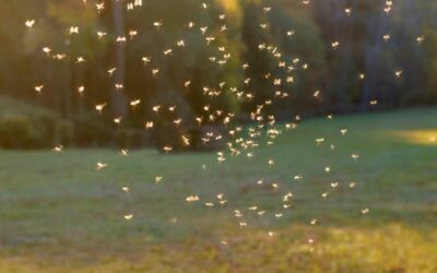 Answering Your Most Common Outdoor Mosquito Treatment Questions